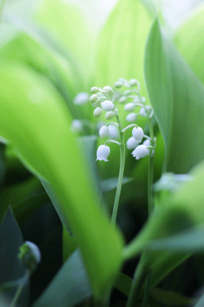 istock Lily of the Valley Close Up 1299351424