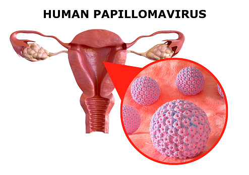 human papillomavirus or HPV, is a sexually transmitted infection. It causes warts on the skin and in the oral, anal and genital regions. 3D rendering