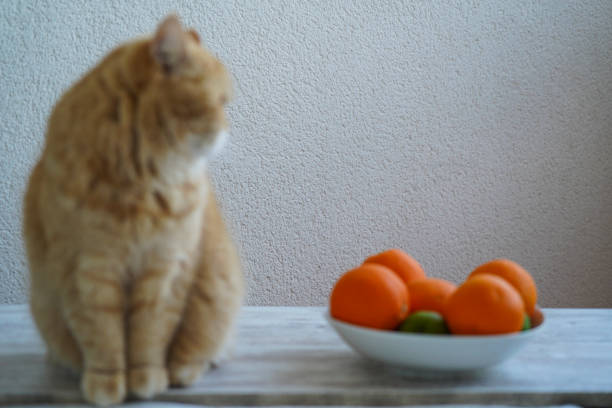 istock Persian Cat around The Fruits 1299351535