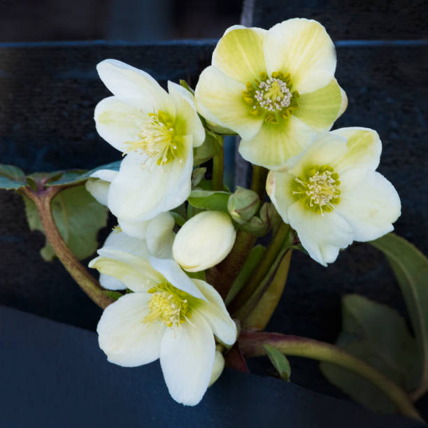 istock close up of a helleborous, 1299355535