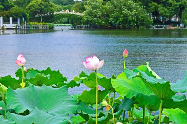 Lotus blossom at Hangzhou West Lake in a summer day.