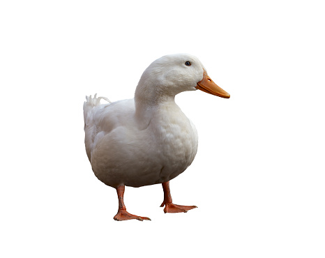 Large white duck with orange legs and beak in full growth, isolated on white background. Beautiful poultry. Selective focus image.