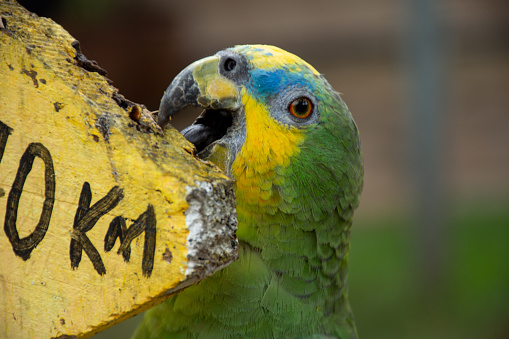 Stock photo showing a sun conure (Aratinga solstitialis) perching on a branch in the sunshine. These birds are also known as sun parakeets.