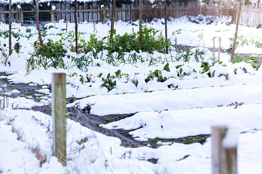 Snowy garden with wood label and old wood fence in background