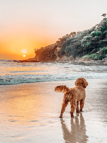 Cavoodle dog at the beach in the water with sunrise in the background next to the headland and water