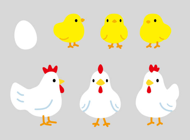 printrounded siluet tavuk ve civciv, yan ön yalama 3 yönlü set (no line) - sevimli illüstrasyonlar stock illustrations