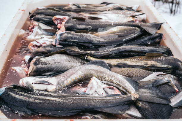 istock Fresh Cod Fish salting in a box from Norwegian Sea, Lofoten, Norway 1299360761