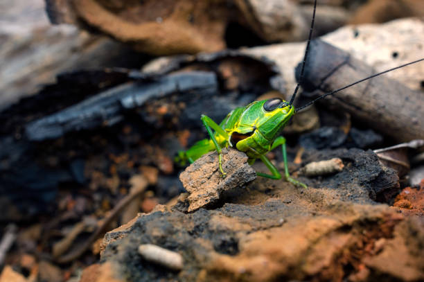 cavalletta verde. - cricket locust grasshopper insect foto e immagini stock