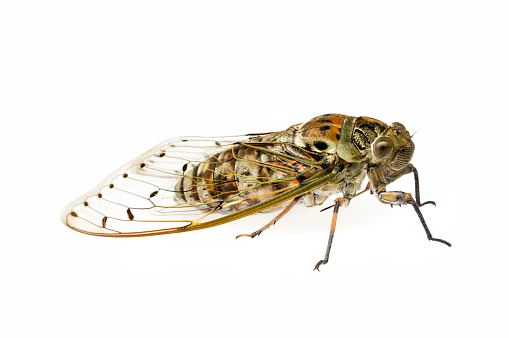 Large brown cicada isolated on white background.