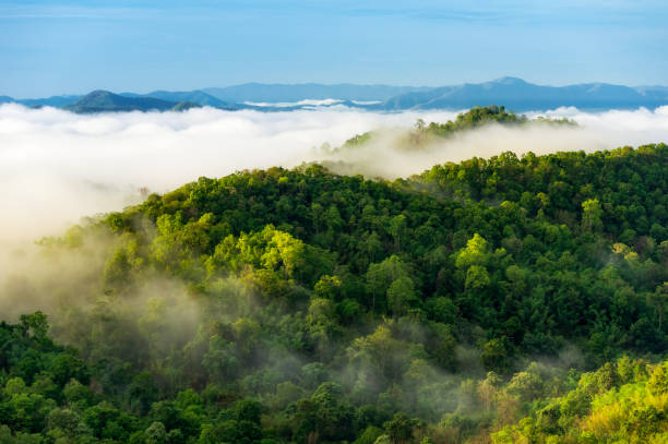 hermosa niebla sobre el bosque verde en la montaña. - bosque fotografías e imágenes de stock