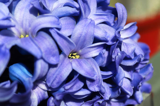 A cluster of deep blue hyacinth flowers in bloom.