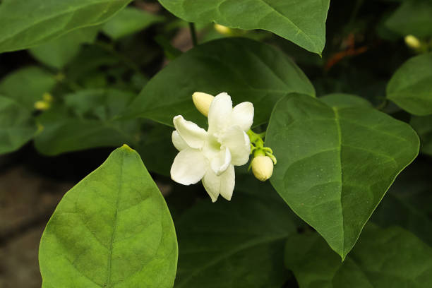 istock Closeup of delicate white jamine flower petals 1299368135