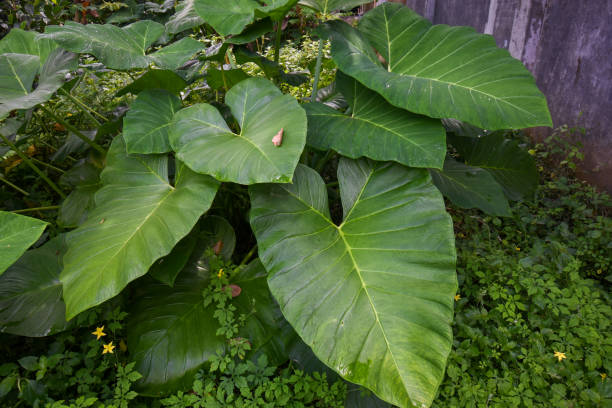 istock Taro plant big leaf with water drops 1299368294