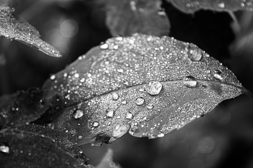 Droplets on a leaf