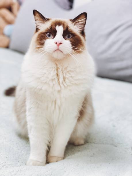 istock A cute kitten playing in front of the camera 1299371481