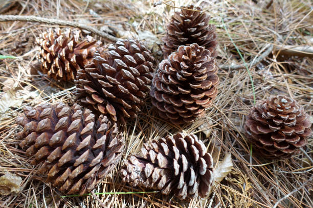 istock Lots of big pine cones found in the mountains 1299373022