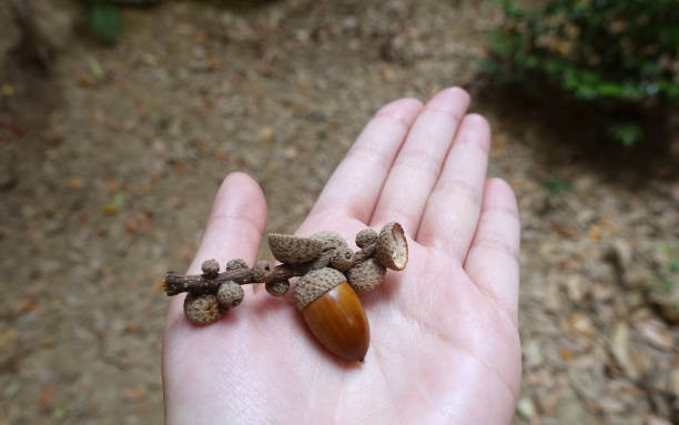 istock Pick up acorns such as the beautiful mountains 1299373054