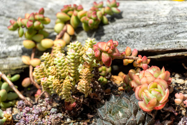 istock Hylotelephium sieboldii - the October stonecrop 1299373081