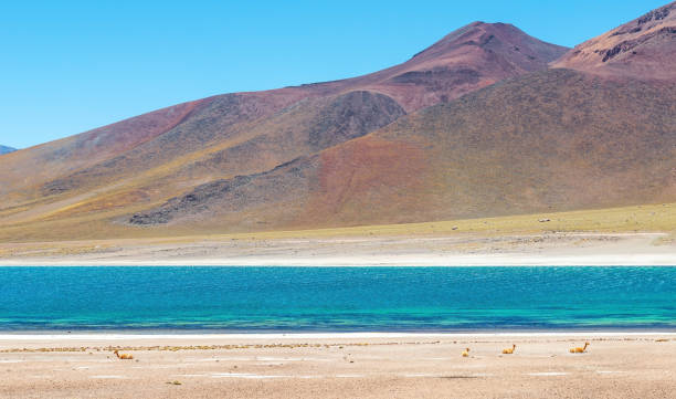 istock Miscanti Lagoon, Atacama Desert, Chile 1299373098