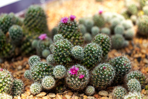 Mammillaria geminispina, the twin spined cactus, is a species of flowering plant in the family Cactaceae, native to central Mexico. It grows to 25 cm tall by 50 cm broad.