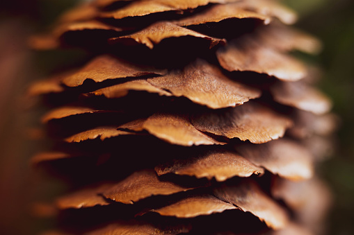 Close up of pine cone