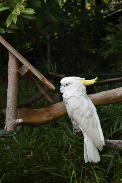Blue eyes' Sulphur crested Cockatoo Called Kibadan in Japanese sulphur crested cockatoo photos stock pictures, royalty-free photos & images