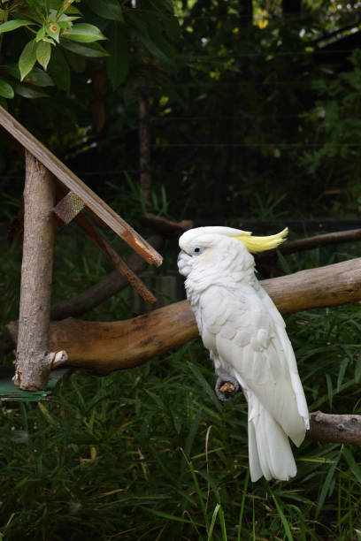 niebieskie oczy' siarka grzmiała cockatoo - sulphur crested cockatoo zdjęcia i obrazy z banku zdjęć