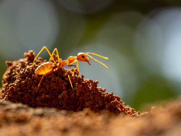 insetti formica su sfondo terrestre - formica foto e immagini stock