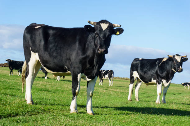 istock Black and white Friesian cows 1299377035