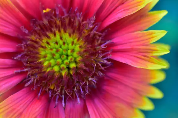 closeup of blanket flower, gaillardia flower