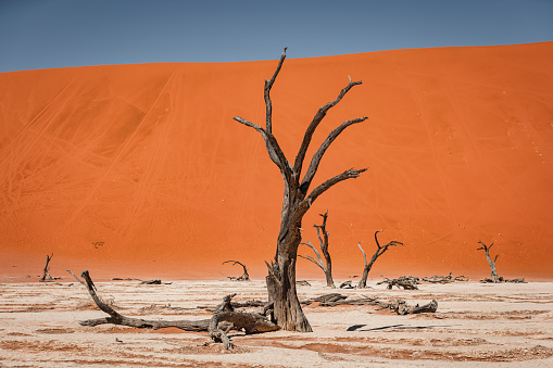 Dead Trees in the dry Dead Vlei Desert Salt Basin Landscape in front of huge orange desert sand dune. Surreal Scenic Natural Desert Landscape. Sesriem, Sossusvlei, Dead Vlei, Namib-Naukluft National Park Desert, Namibia, Southwest Africa, Africa