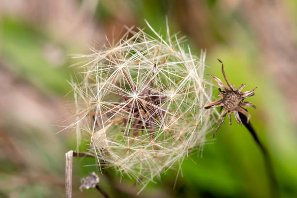 closeup of a dandelion seed head showing an interesting pattern and structure set against a blurred background of green foliage. - 15851 imagens e fotografias de stock