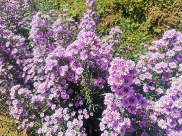 istock Photo of aster at flower field 1299385554