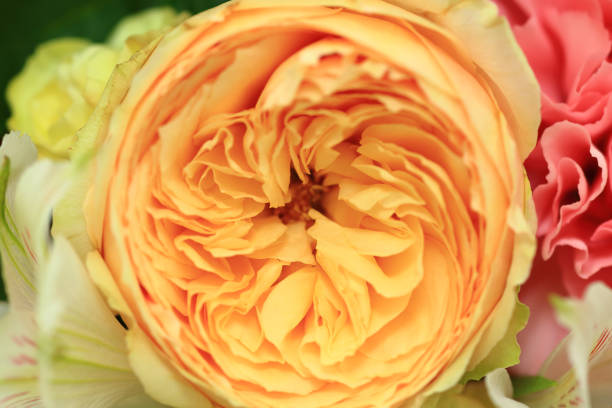 istock Close up of yellow rose 1299385656