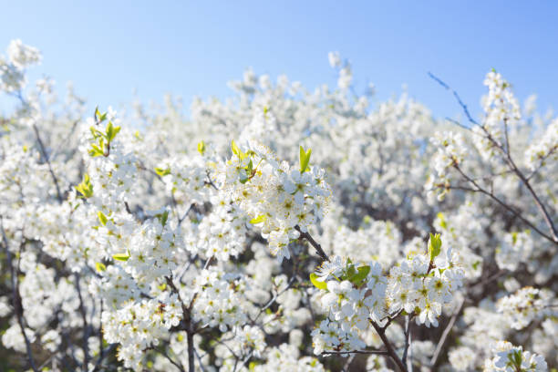 Flowers of the cherry blossoms on a spring day