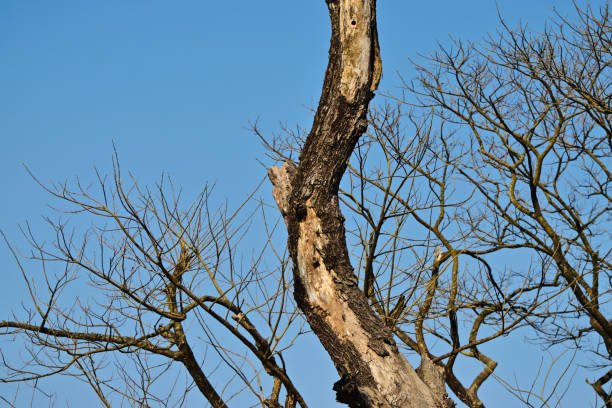 Dead tree on the beach near Cirali, Antalya Turkiye
