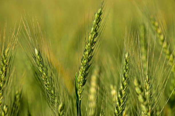 istock Traditional wheat crops around an agricultural field 1299389132