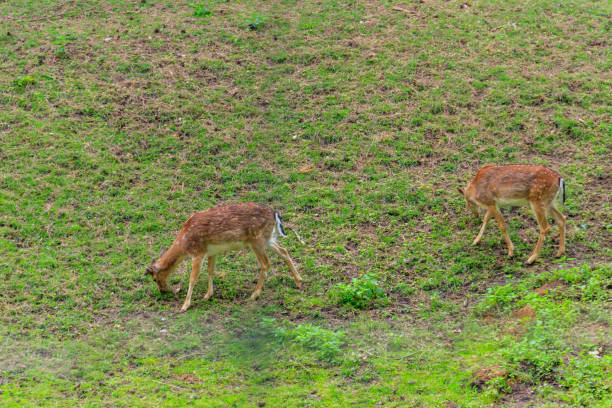 istock Young deer grazing on a green meadow 1299390329