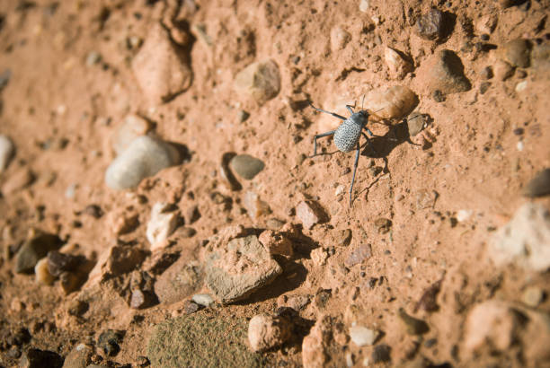 Stenocara beetle. A desert insect living amongst dry rocks. Dry environment of North Africa.