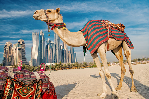 DUBAI Camels on skyscrapers background at the beach . UAE Dubai Marina JBR beach style: camels and skyscrapers. modern buildings business style. history and modern of UAE