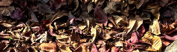 istock Dry leaves are gathering on the ground 1299393843