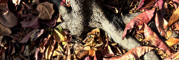 istock Dry leaves are gathering on the ground 1299394387