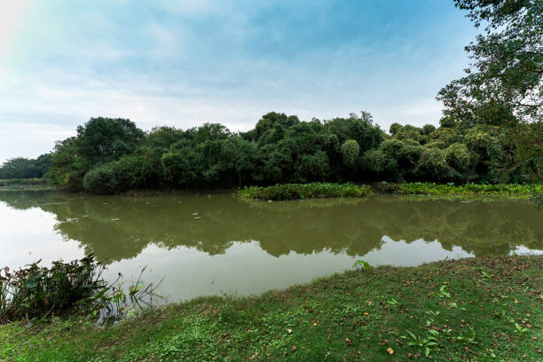 istock Lush greener around the pond in the park 1299394882