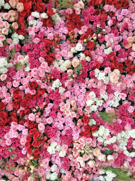 istock portrait many of pink red white rose flower backdrop for background texture 1299396590
