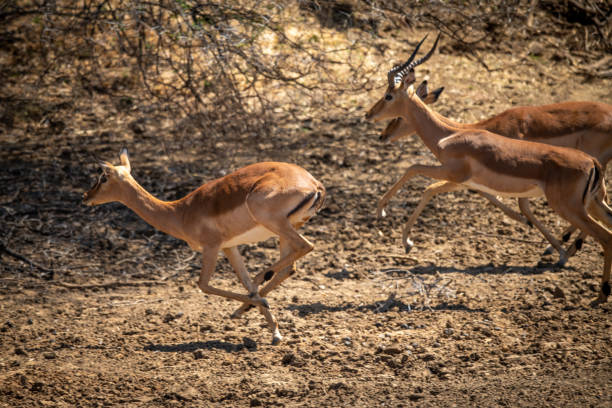 istock Male and female common impala gallop past 1299396843