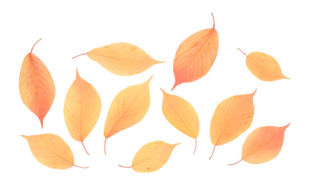 istock Autumn orange leaves isolated on white background. Top view. 1299396939