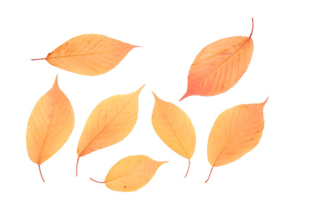 istock Autumn orange leaves isolated on white background. Top view. 1299396969