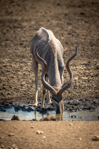 istock Male greater kudu stands drinking at waterhole 1299397009
