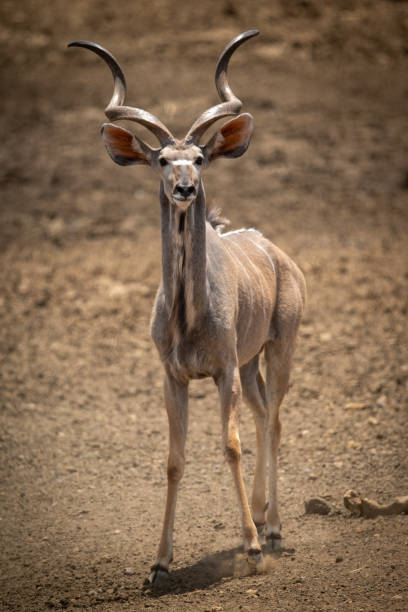 istock Male greater kudu crosses ground towards camera 1299397013