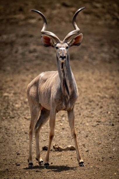 istock Male greater kudu stands staring at camera 1299397562